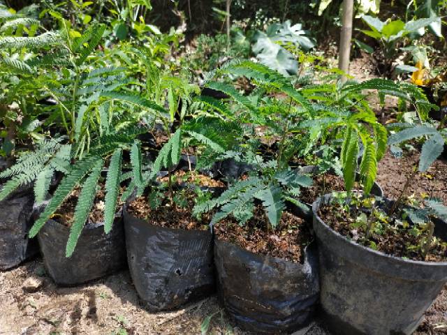 Bahan Bonsai Kaliandra Merah