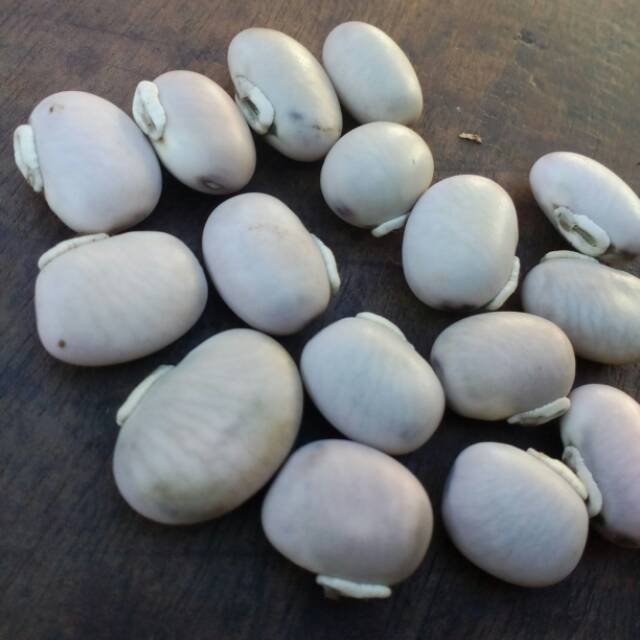 

Kacang koro mentah