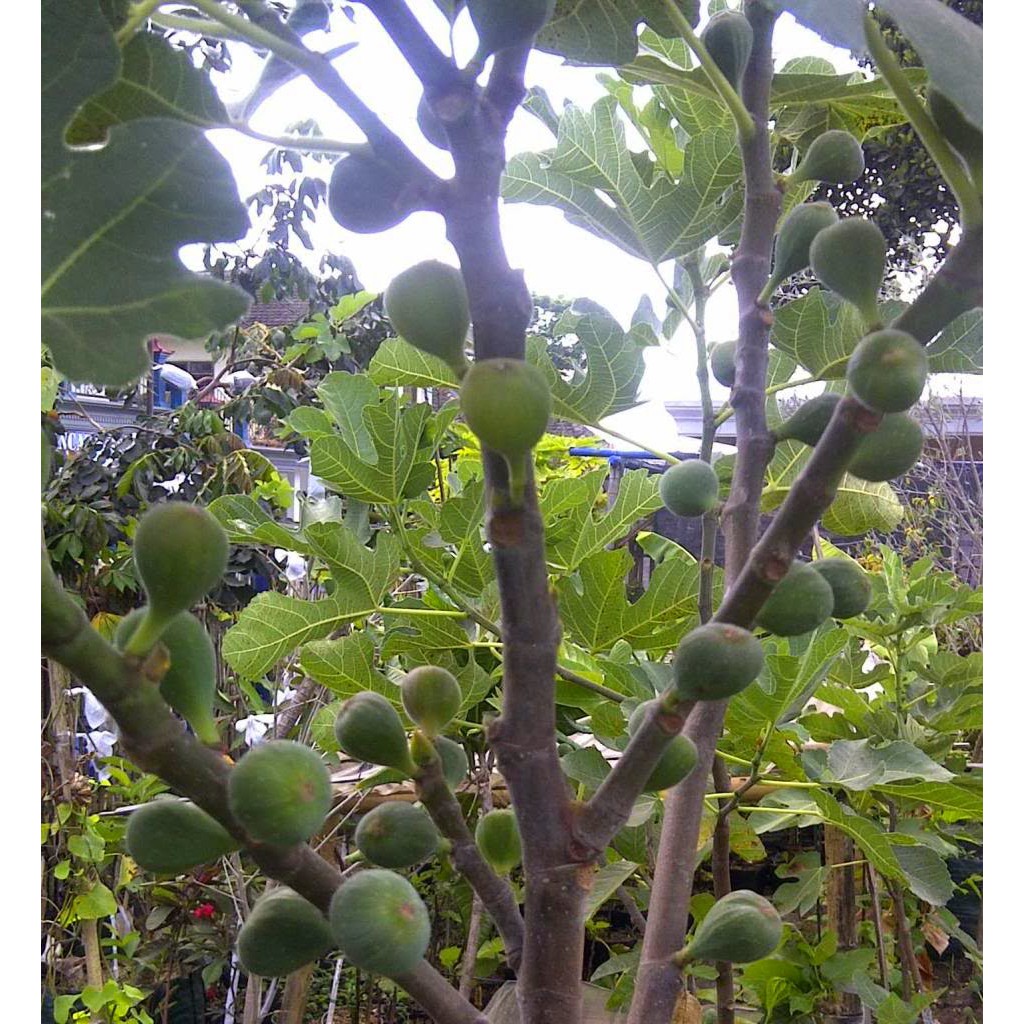 Bibit Tanaman Buah Barbados Cherry Ceri Shopee Indonesia