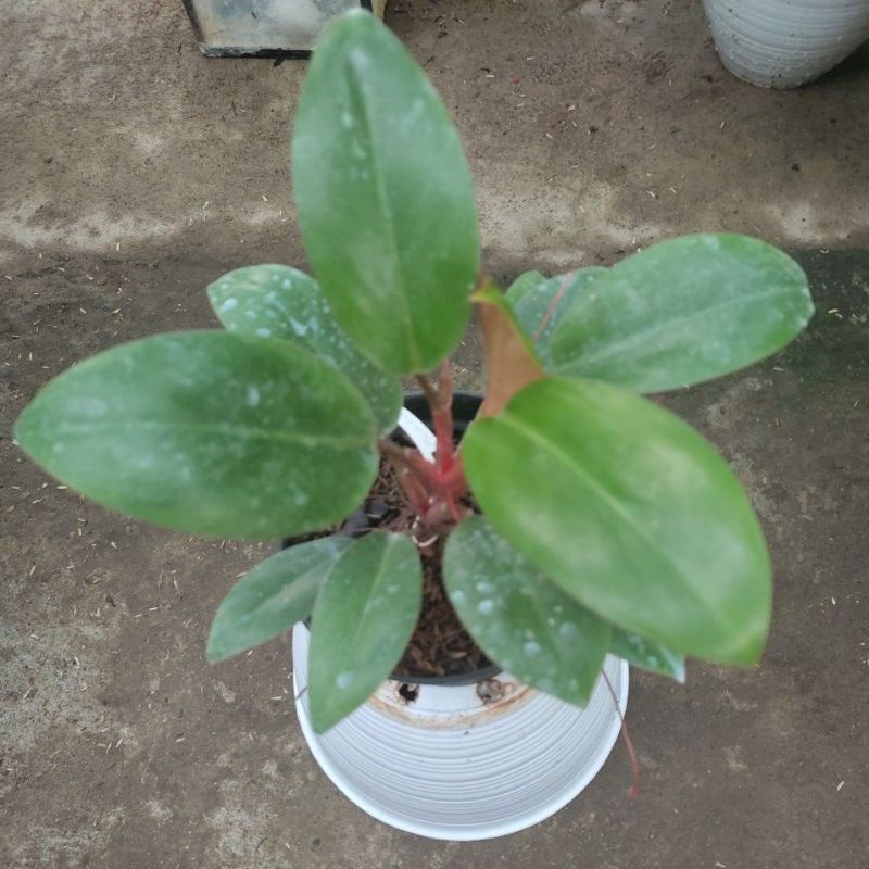 philo green compacta