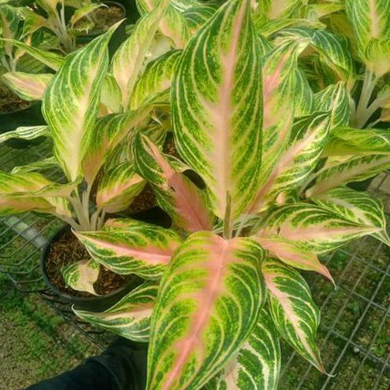Aglonema Pink Sunset / Tanaman Hias aglonema pink sunset murah