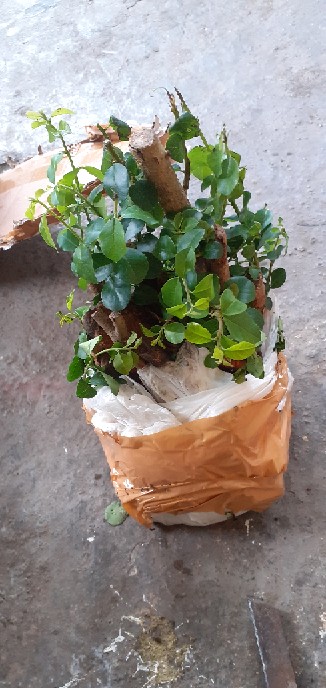 Bahan Bonsai Pohon Sisir / Kaliage Medium Berkarakter