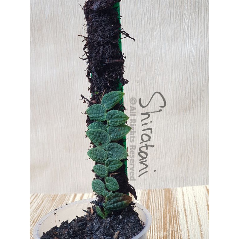 Piper Clypeatum | Terrarium | Vivarium | Paludarium | Jungle Plant