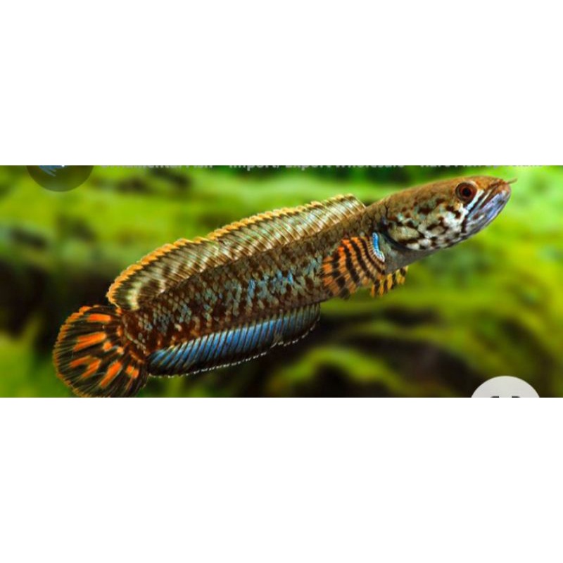 Ikan hias air tawar channa bleheri,ikan predator channa bleheri