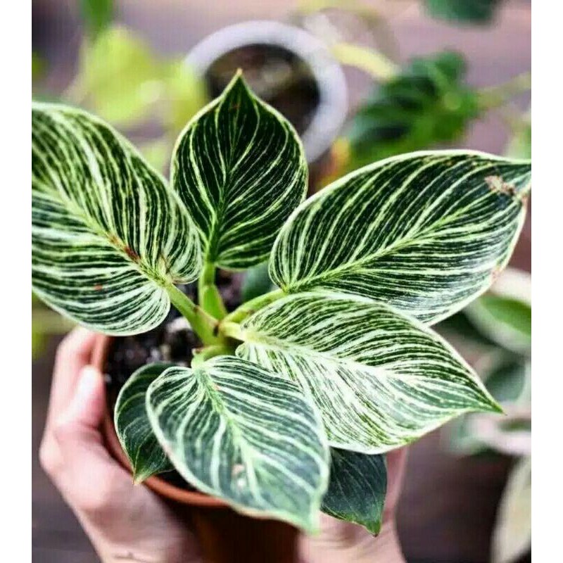 Murah Tanaman hias philo Birkin-philo birkin