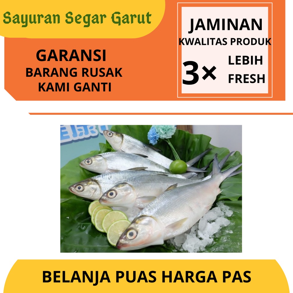 

Ikan Kembung Super Segar Fresh Murah 500gr by Sayuran Segar Garut