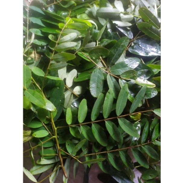 

Daun johar segar