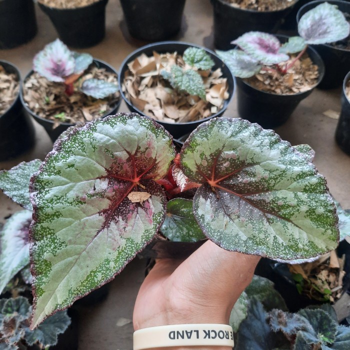 PROMO tanaman hias begonia rex pelangi / bhegonia rex pelangi