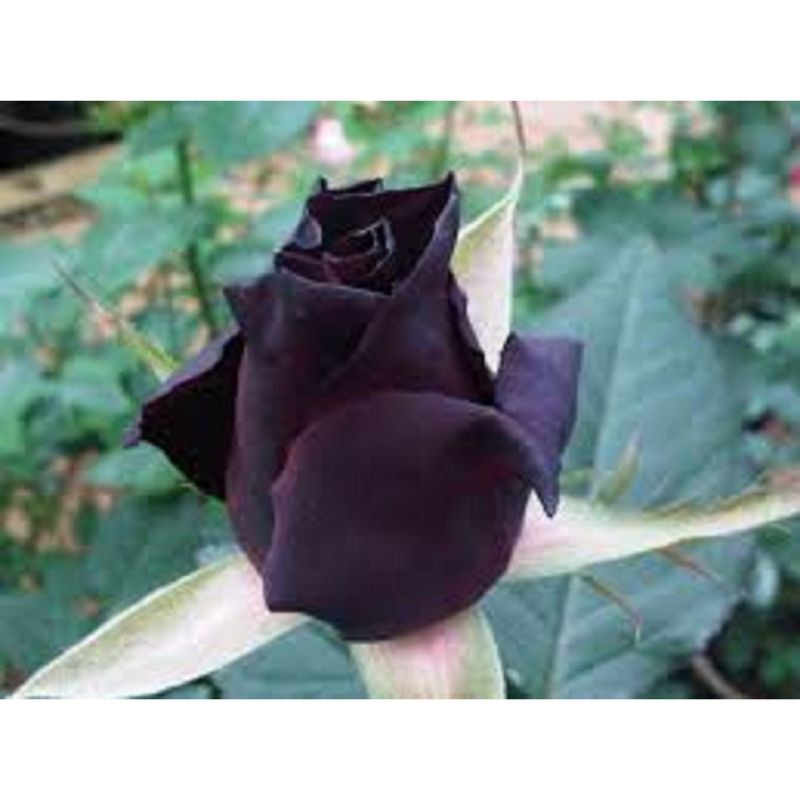 Tanaman hias bunga mawar hidup rose kuncup / berbunga bunga besar wangi hidup Bunga hitam