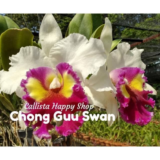 Catteleya Chong Guu Swan