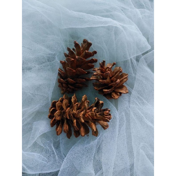 dryed pinus/biji pinus