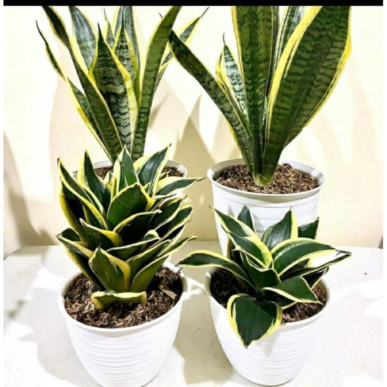 PAKET SUPER MURAH SANSIVERA PAGODA GOLDEN HANI KODOK MINI