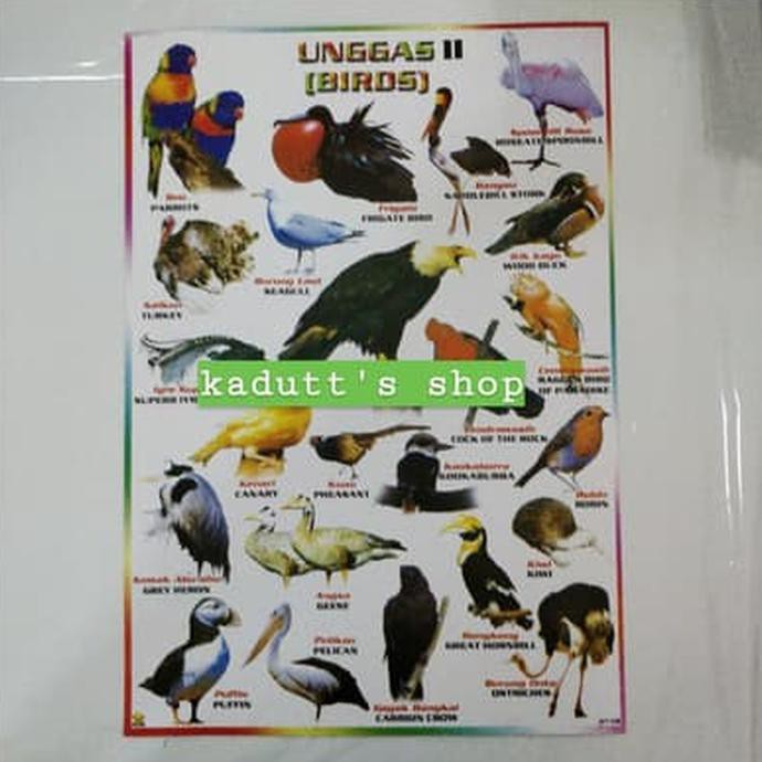 99 Gambar Dan Nama Unggas HD Terbaru