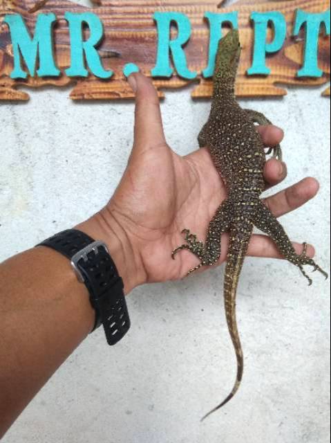 Vrn Nebu Shopee Indonesia