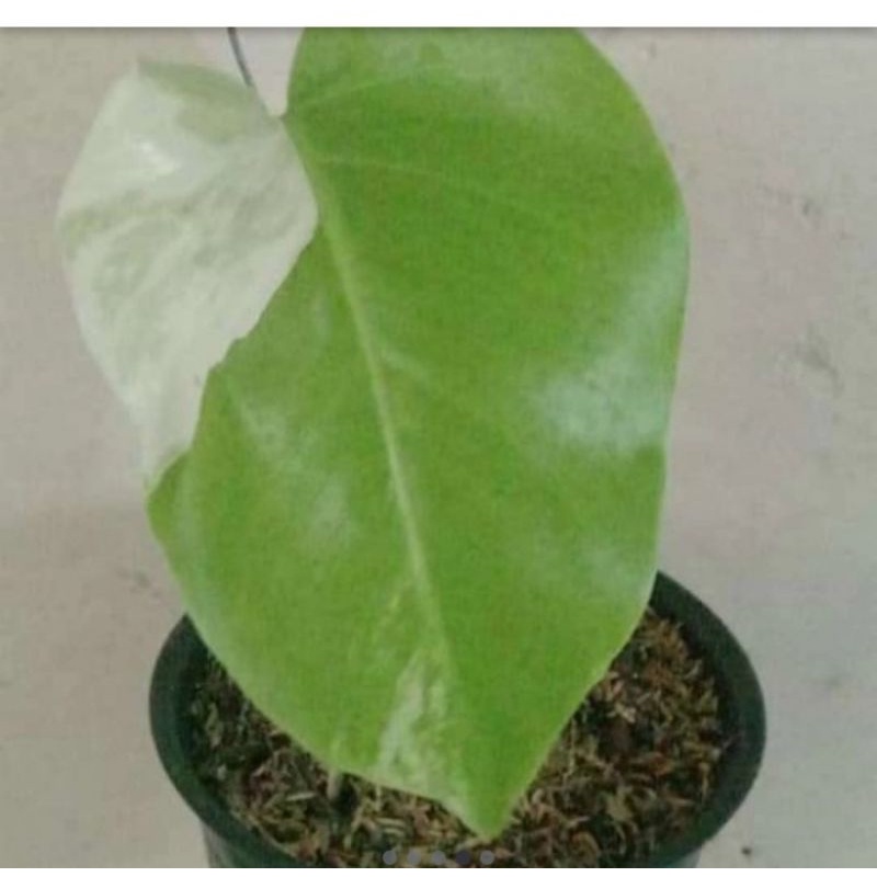 Monstera Variegata Halfmoon ,albino,King anakan berdaun 1-3 helai