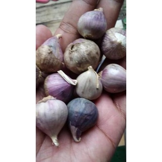 

[PRODUK NTBDE] Bawang Putih Tunggal ukuran Besar ( 1 kg) KMY