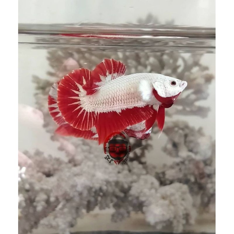 

IKAN CUPANG HIAS RED DRAGON SNOW (ikan sesuai pict)
