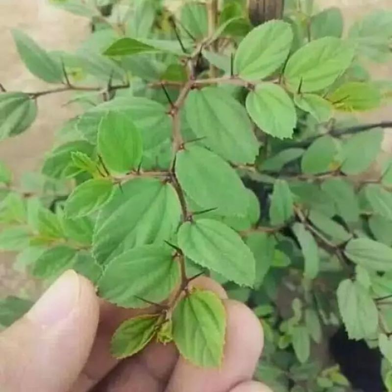 Bidara arab / tanaman bidara arab