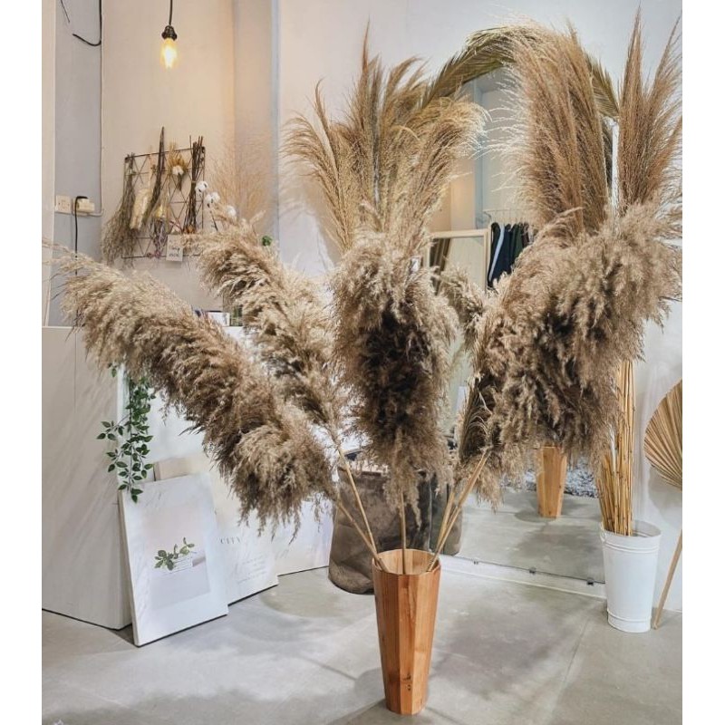 bunga kering pampas bulu coklat