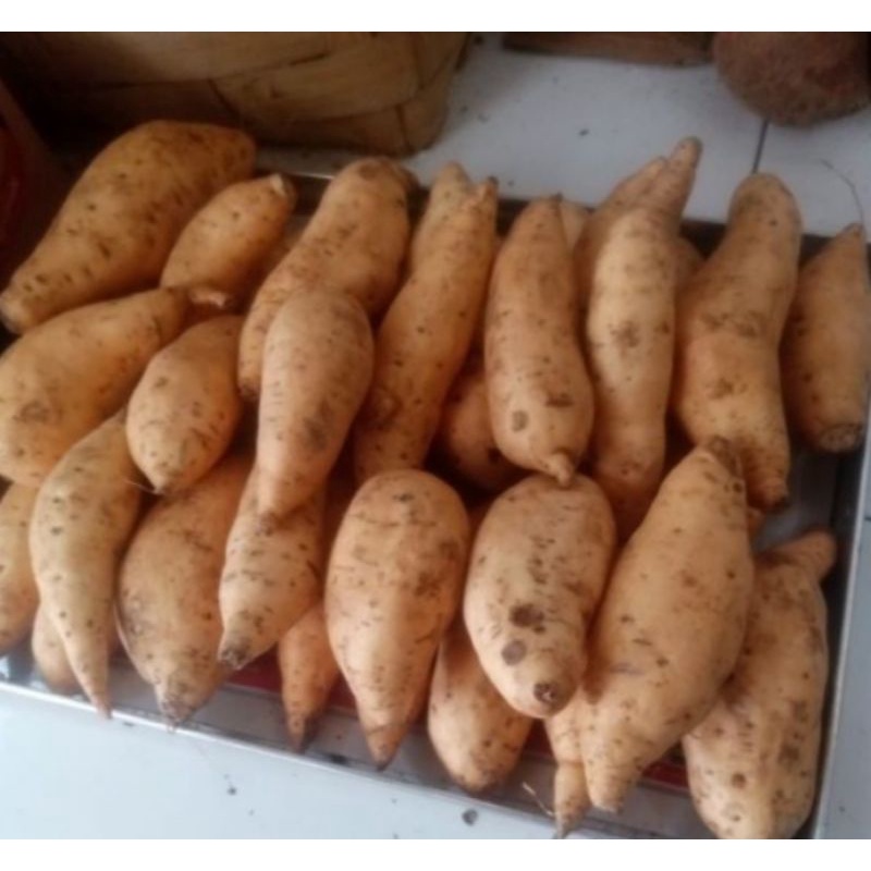 

Ubi Cilembu Mentah