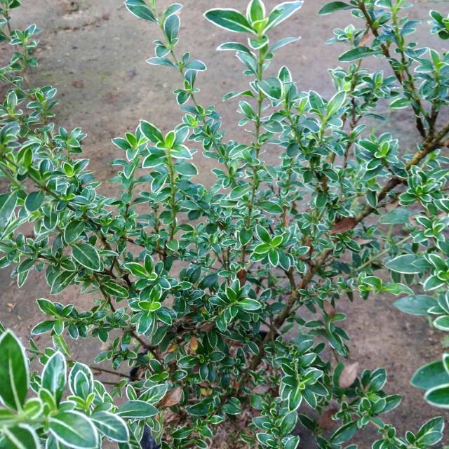 Bibit bahan bonsai milten