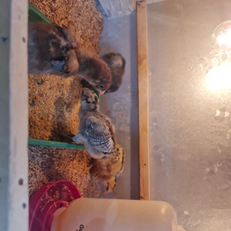 DOC AYAM KUB /AYAM KAMPUNG SUPER BALIBANTANG/DOC KUB