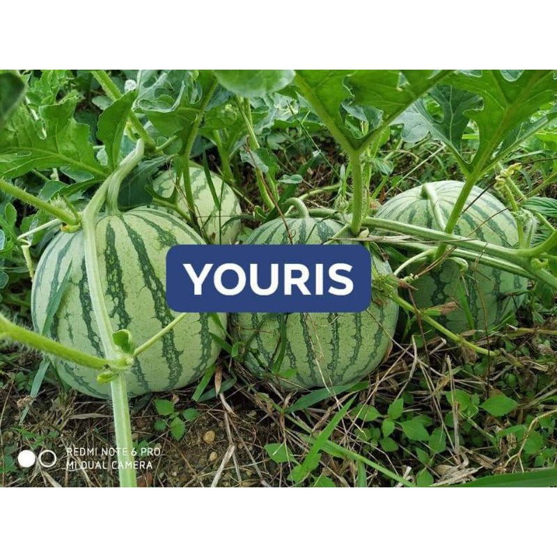 Benih Semangka Non Biji Daging kuning Bulat