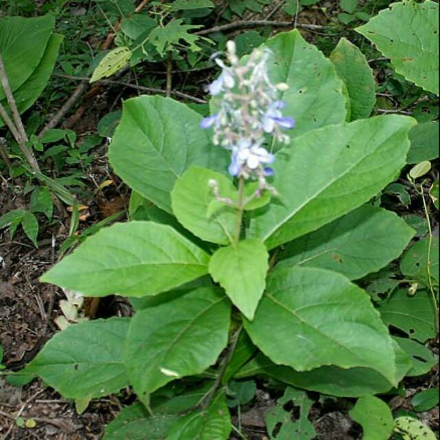 

Daun senggugu/singugu segar