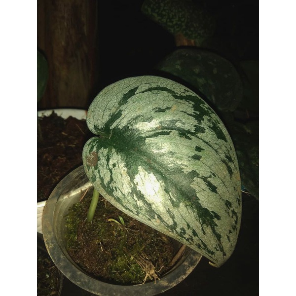 scindapsus silver splash