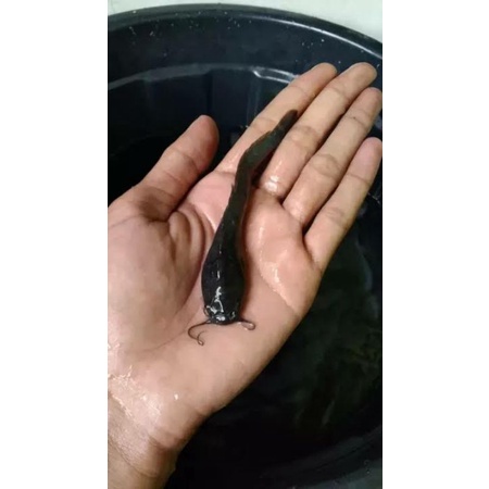 Bibit ikan Lele Sangkuriang / Mutiara Ukuran 9-10 cm Kualitas Grade A