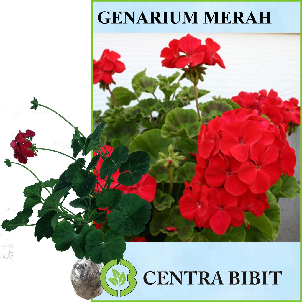 Tanaman Merah Geranium