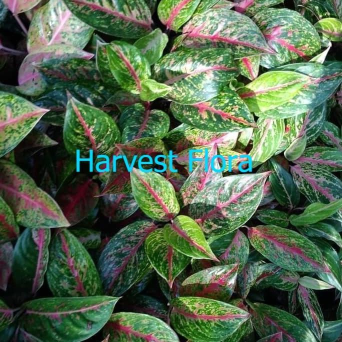 ASLI tanaman hias aglonema big Mama - aglaonema harvestf00 dijamin