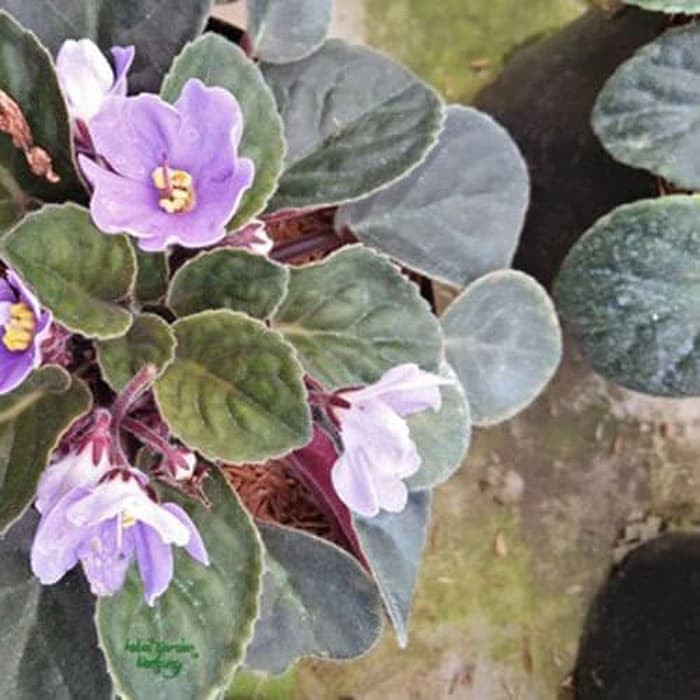 Tanaman African violets blue dragon / Violces bunga ungu semu biru