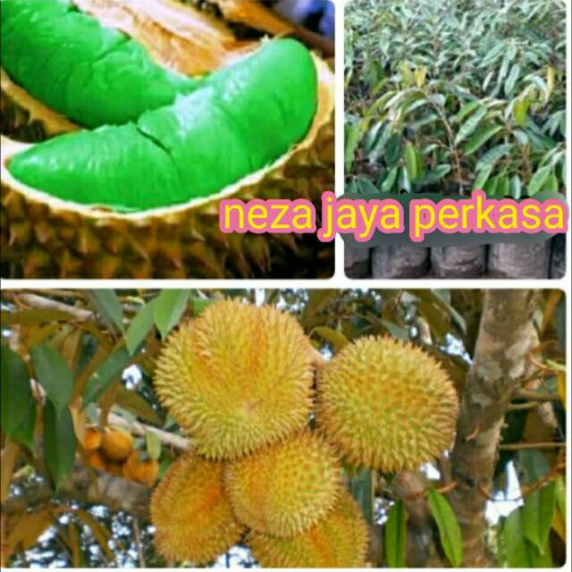 BIBIT DURIAN MONTONG HIJAU ASLI OKULASI