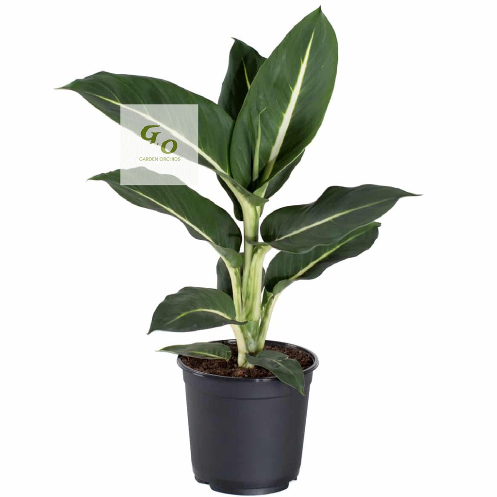 Tanaman Hias Daun Aglonema Dieffenbachia Green Magic (difen gurita)/RIMBUN