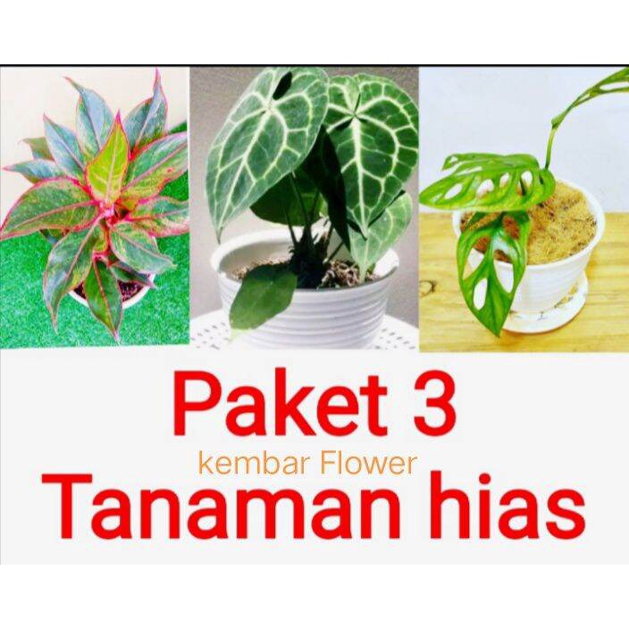 tanaman hias hidup asli/aglonema lipstik/kuping gajah/Janda bolong/tanaman hias paket 3 murah/tanaman hias bibit hidup
