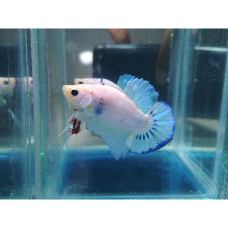 SESUAI FOTO VIDEO  CUPANG PLAKAT FANCY BLUE RIM MALE USIA 5 BULAN SIZE M++
