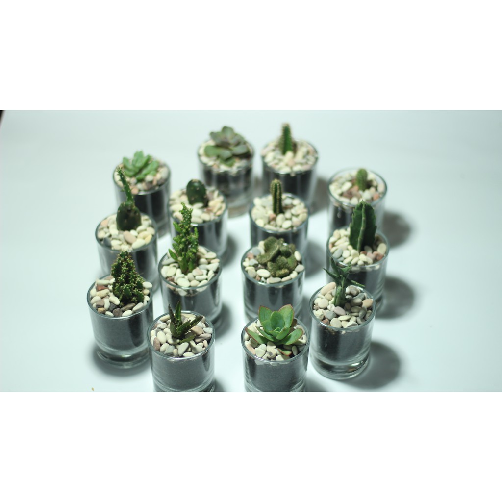 TERARIUM KAKTUS SUKULEN /  TERRARIUM HIDUP ASLI / TANAMAN HIAS / KAKTUS MINI / SUCCULENT MURAH