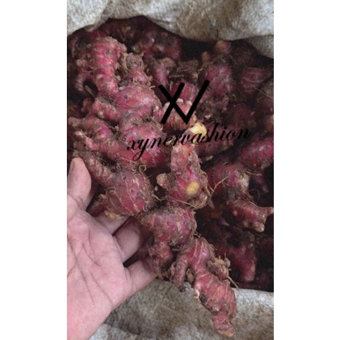 

Jahe Merah Super Segar 1KG / Jahe Merah Organik Fresh