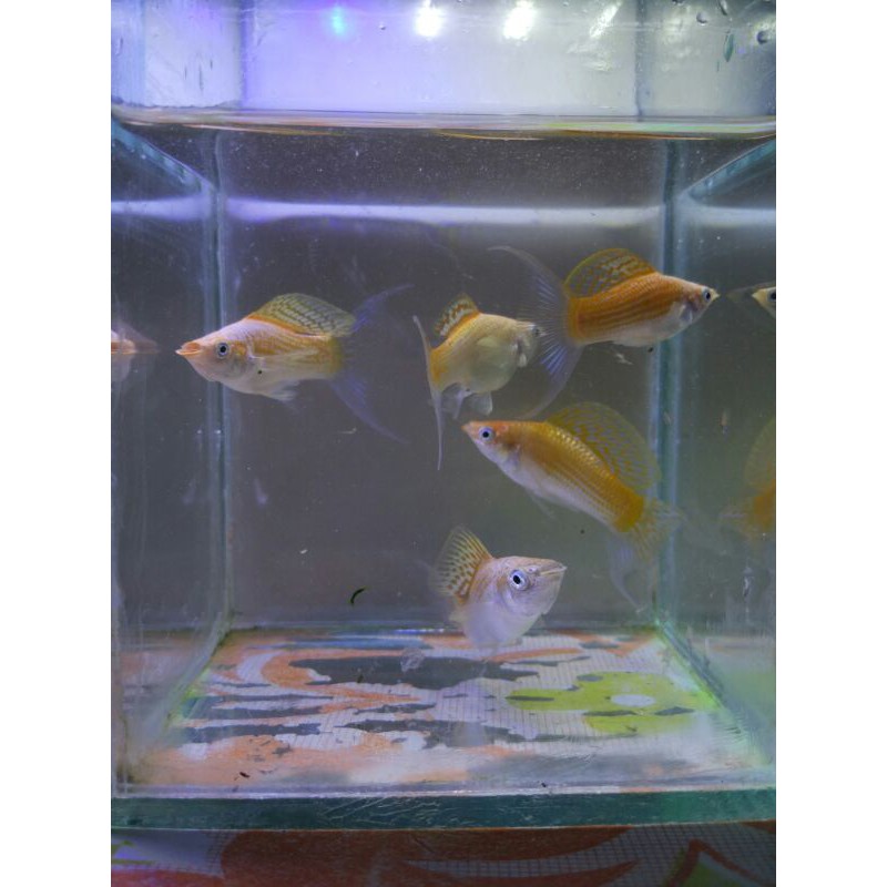 Molly golden thailand lyretail velivera pasangan