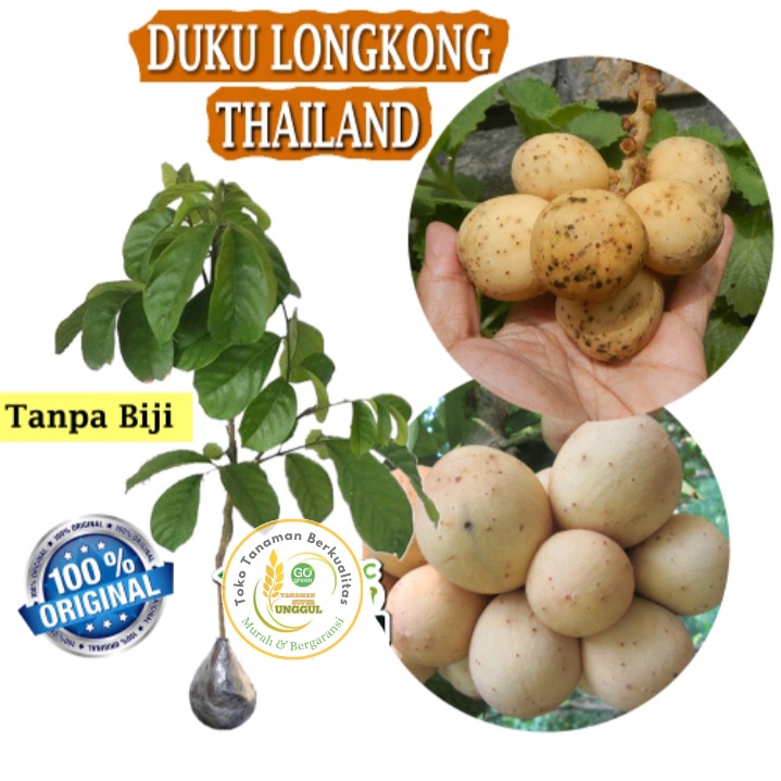 Bibit Buah Duku Tanpa Biji / Tanaman Buah Duku Cepat Berbuah