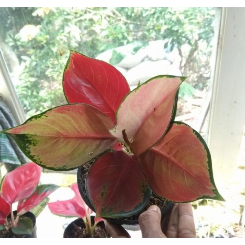 Aglonema suksom pelangi