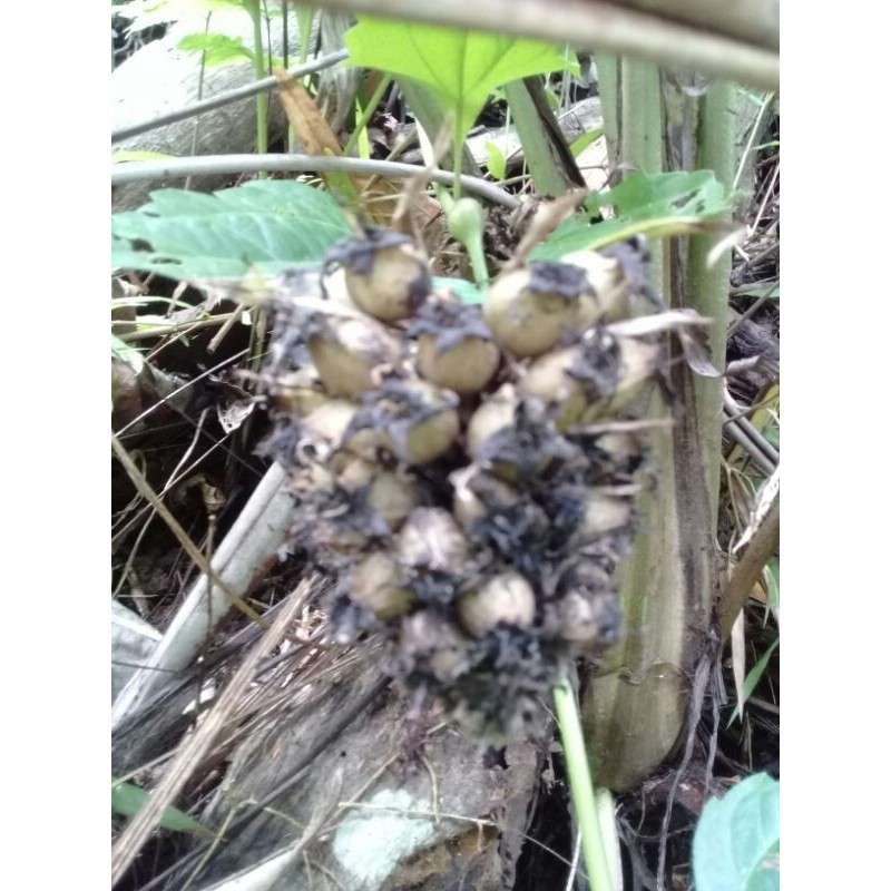 

jual buah marasi segar per 5 tandan kondisi tua baru di petik