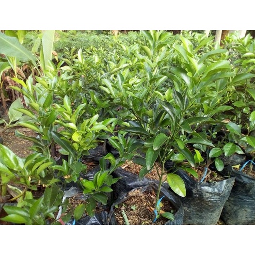 Bibit Jeruk Santang Madu Jakarta