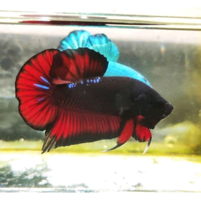 ikan cupang avatar gordon grade A /ikan cupang avatar vampir/avatar cooper/avatar