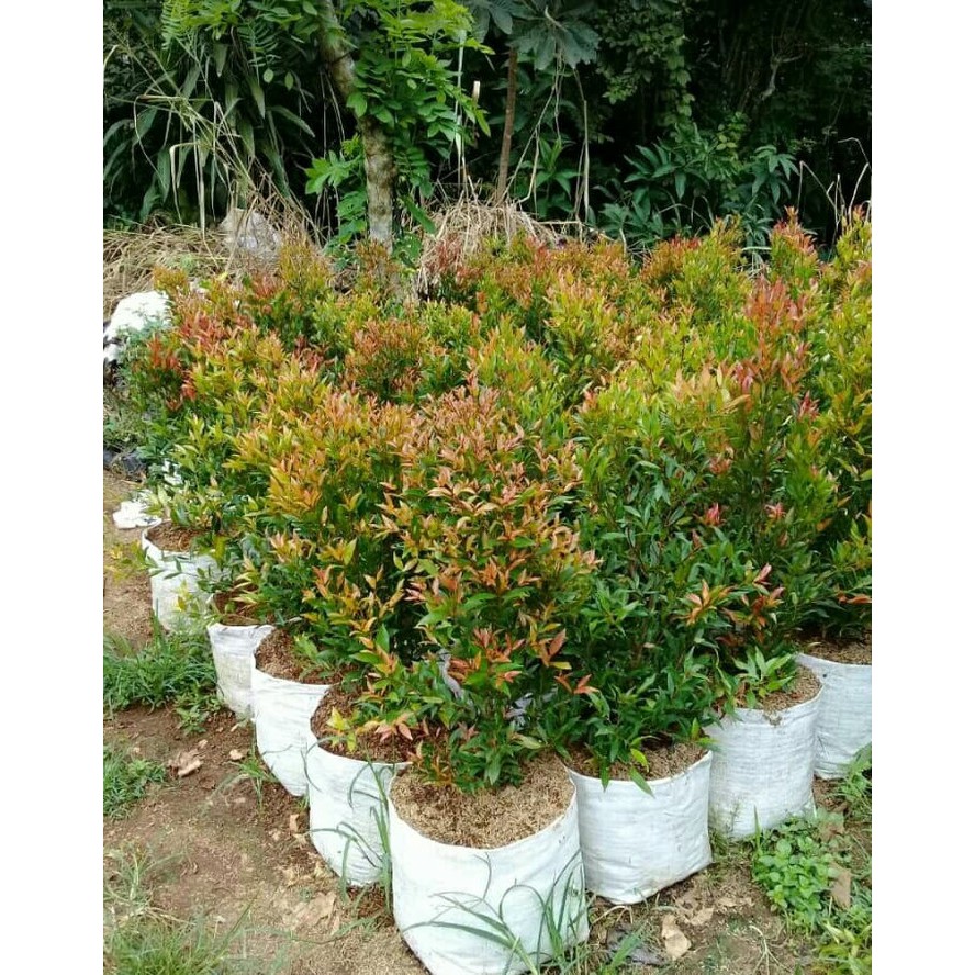 Pohon pucuk merah | tanaman hias pucuk merah | pucuk merah