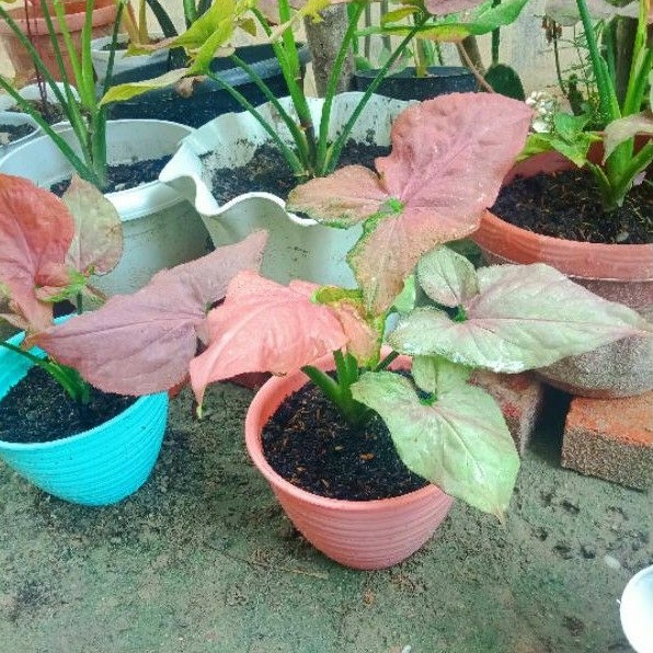 SYNGONIUM PINK PERFECTION - PINK PERFECTION ORIGINAL - SINGONIUM PINK PERFECTION MURAH