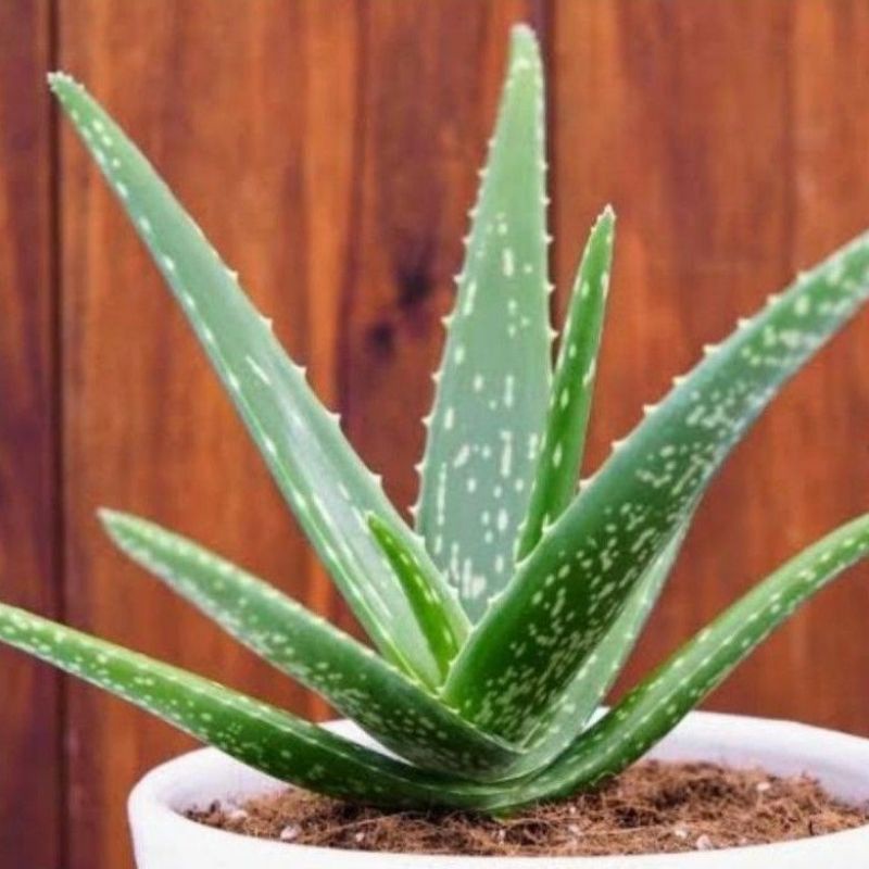Tanaman lidah buaya bunga tanaman lidah buaya aloevera pohon Lidah Buaya tanaman herbal