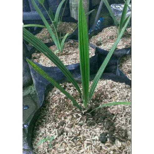 PRODUC BIBIT BUAH KURMA HIBRYT IMPORT THAILAND (1 JANTAN + 2 BETINA) CUPS CR34T!F