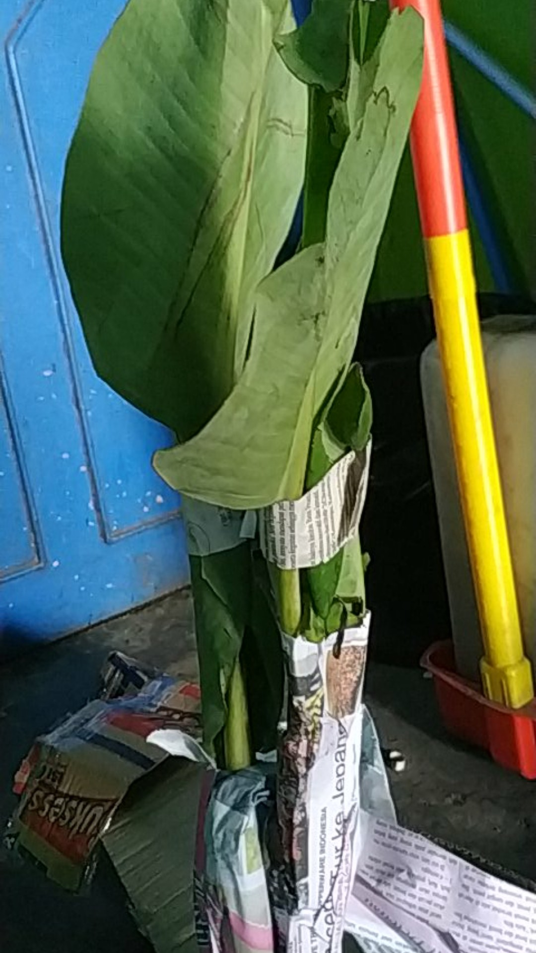 Turus Sabut Kelapa / Turus Penyangga Tanaman Rambat / Turus Tanaman Monstera / Turus Janda Bolong